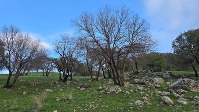 حکومەت بۆ دار بەڕووەکانی گوندی باداوانی خەلەکان هاتە پێشەوە