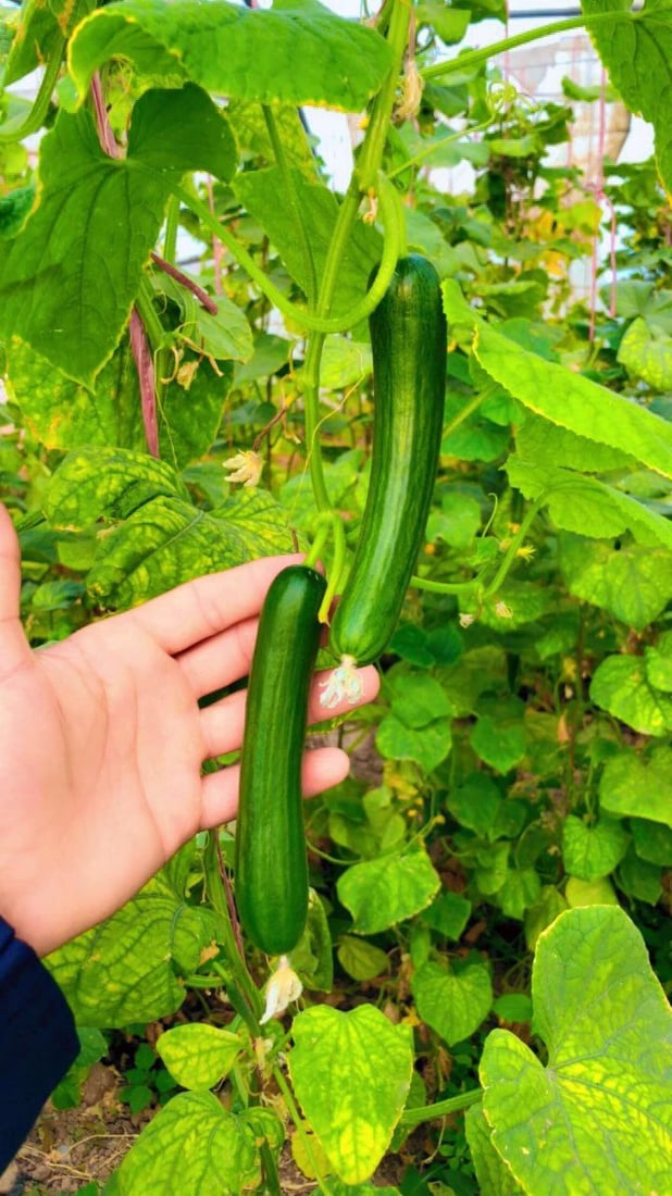 صور من داخل بيوت الخيار العراقي.. مذاقه حلو ورائحته شهية ولا مقارنة مع المستورد