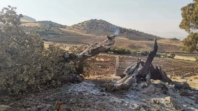 السليمانية تعتقل شخصاً أحرق شجرة بلوط عمرها 200 عام في قرية آلياوا