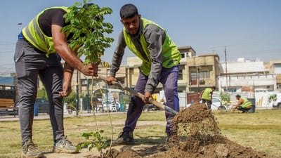 فرشة البطل والدفلة والأكاسيا المصرية.. بغداد تزرع 300 ألف شجرة خلال الربيع