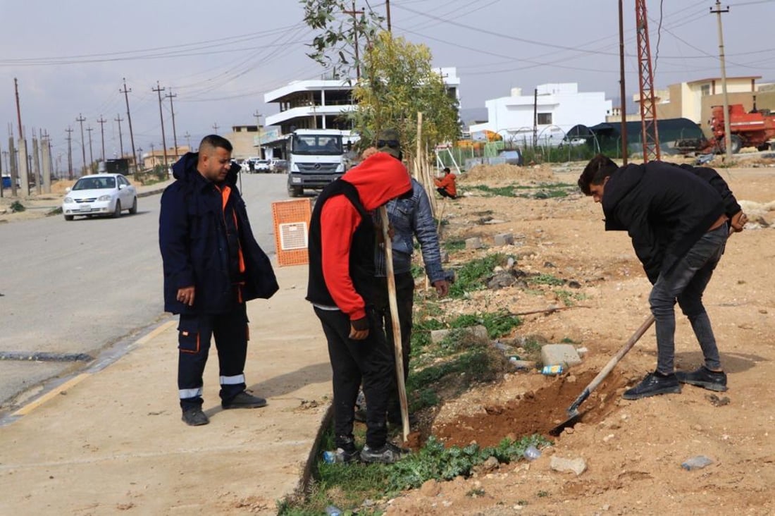 سنجار تزرع 200 شجرة أوكالبتوس.. من حي “روژهلات” إلى “تل القصب”