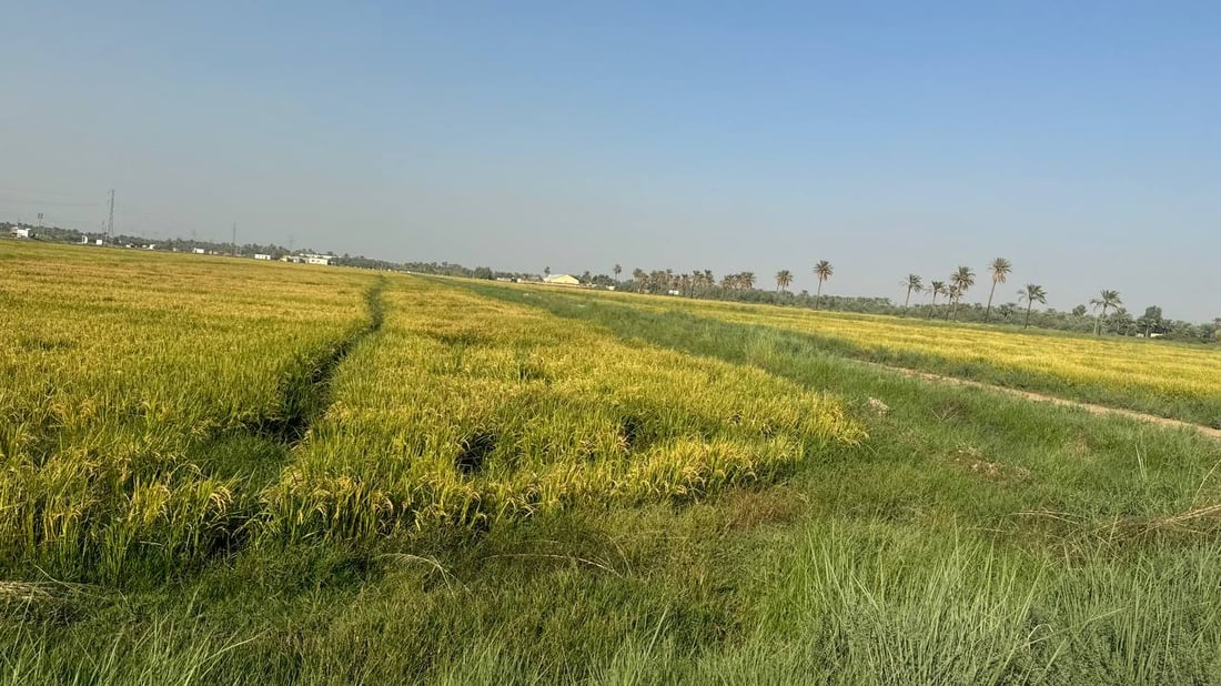 صور: المشخاب زرعت العنبر لكنه ليس للبيع.. الحكومة حجزت الحصاد لحفظ البذور