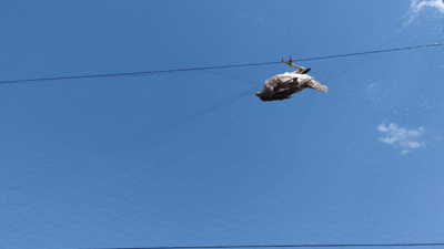 لە شارەزوور 19 باڵندە بە زیندویەتی کە بە تۆڕێکەوە بوون ئازاد کراون