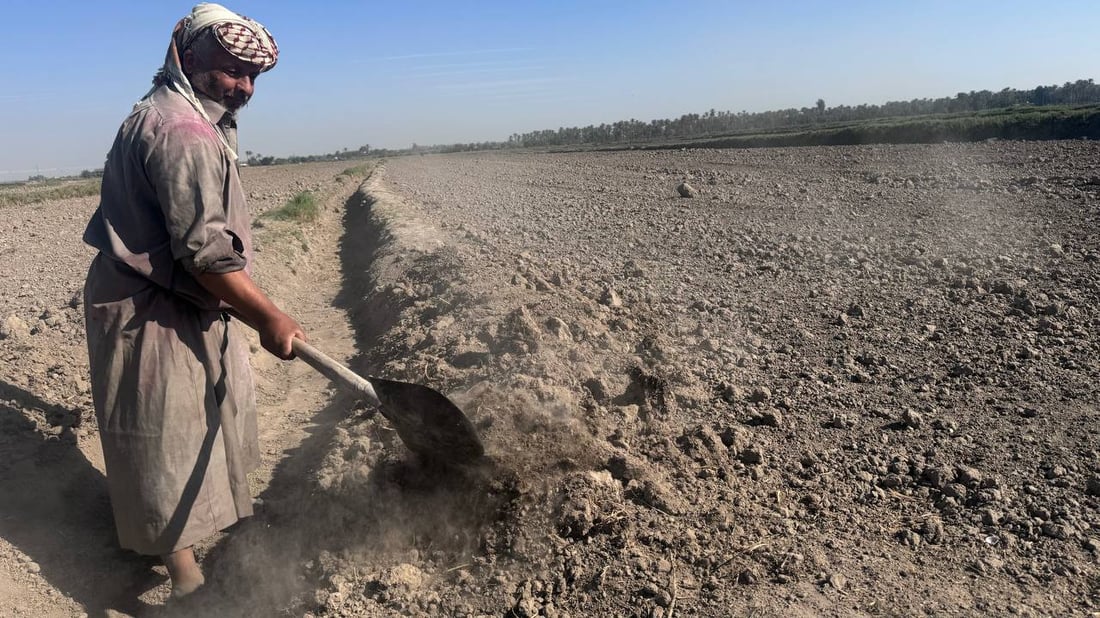 رائحة العنبر ستعود إلى مطابخكم.. أرقام وتوقعات أكبر موسم رز منذ سنين