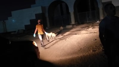 البصرة: حملة واسعة لإبادة 15 ألف “كلب سائب” في الزبير بالتعاون مع الجامعة
