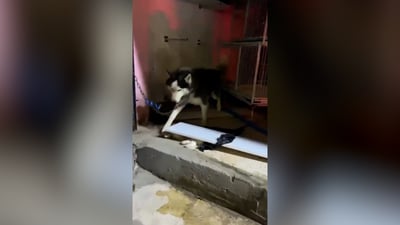 كسر أقفال وإنقاذ حيوانات بلا طعام وماء منذ أيام في الأنبار