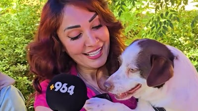 “بەخێوکردنی ئاژەڵی ماڵی لە کوردستان زیادی کردووە”