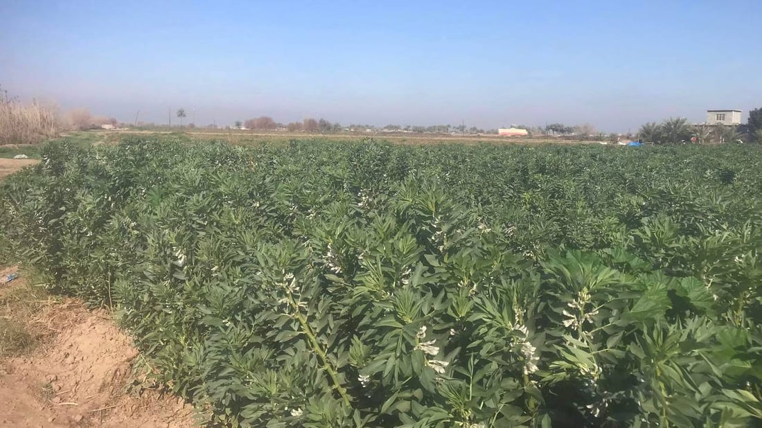 صور: الباقلاء العراقية نزلت.. المزارعون يأملون أن لا تنهار الأسعار تحت 400 دينار