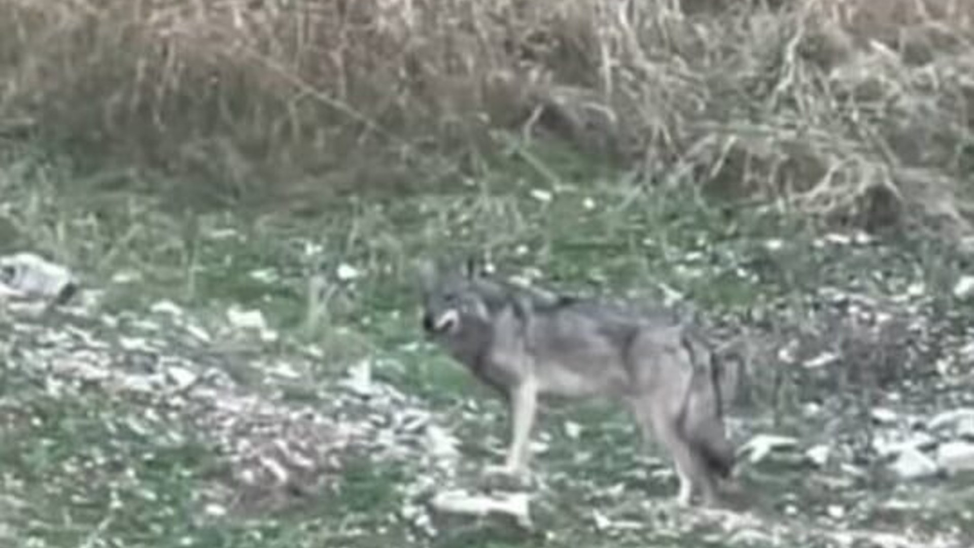 Unconfirmed wolf sightings in Goyzha spark caution in Sulaymaniyah ...