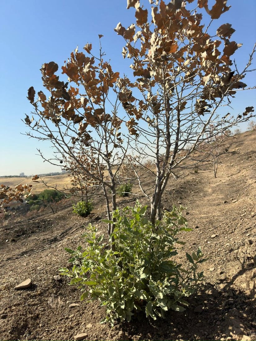باخچە رووەکییەکەتان بیرە کە سووتا %80 بوژاوەتەوە