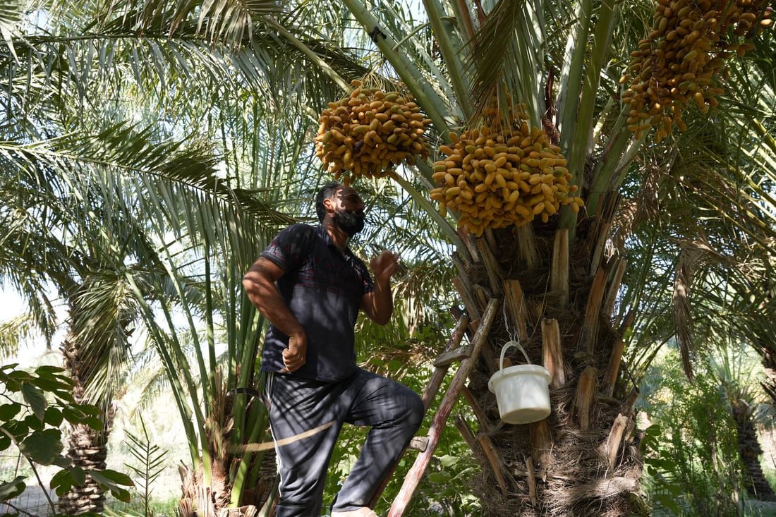 فيديو: موسم الرطب بلغ الذروة شمال البصرة ويسوق 10 أطنان يومياً