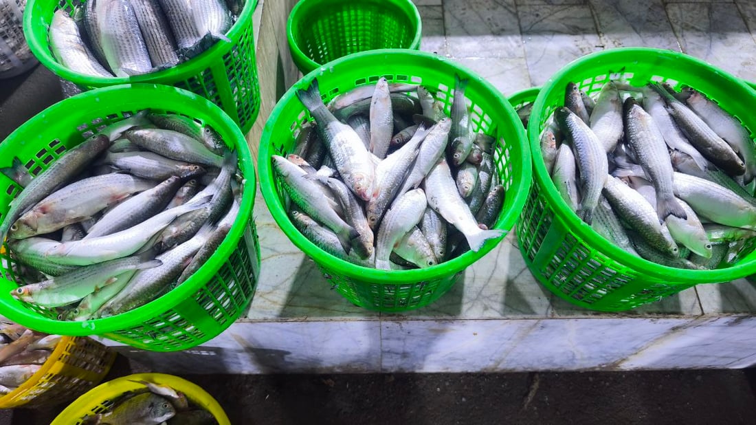 صور: 30 طناً من السمك في مرسى النقعة.. “خلي الفقير ياكل”