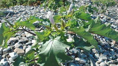 كربلاء قلقة من “ثمرة الشيطان”.. سامة وتنبت في الحدائق وأطراف الطرقات