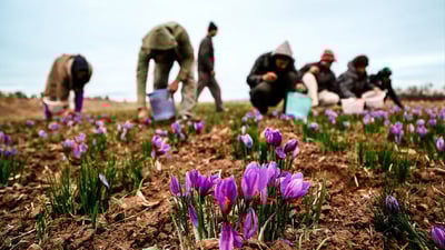 “جوتیارانی هەڵەبجە بە دەم خولی فێربوونی چاندنی زەعفەرانەوە نەچوون”