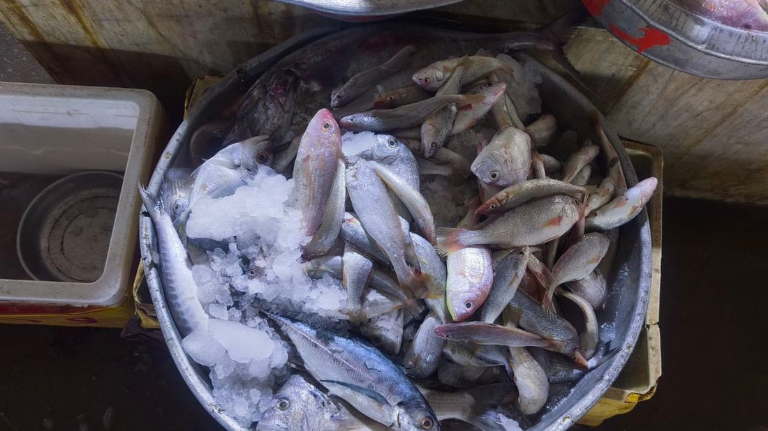 صور من مرسى الفاو: البحارة عادوا بأطنان من البياح والنويبي والروبيان