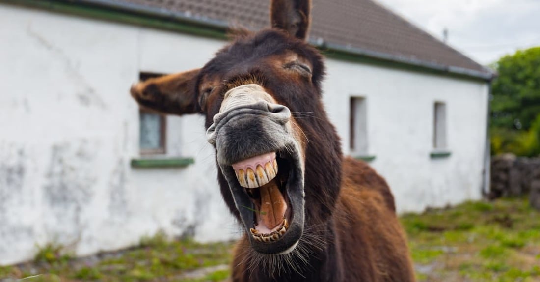 گەستنی گوێدرێژیش پەیدا بوو