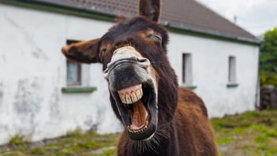 گەستنی گوێدرێژیش پەیدا بوو