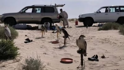 Basra falconers request easy entry for Gulf citizens to hunt in Iraq