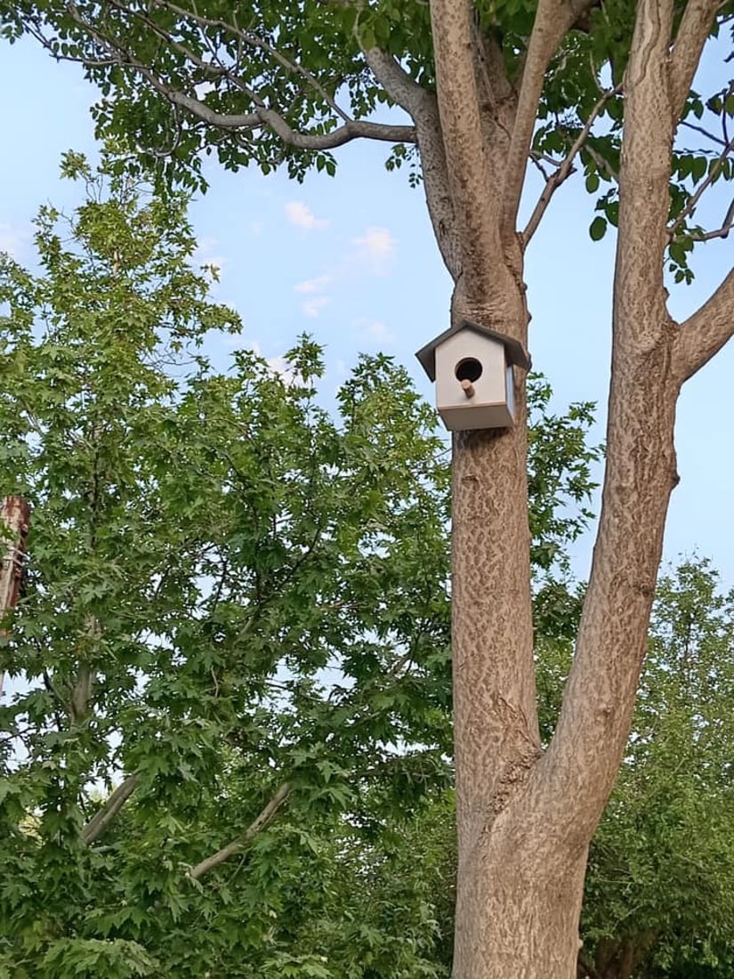 له‌ شه‌قڵاوه‌ هێلانه‌ى ده‌ستكرد بۆ باڵنده‌كان كێوییه‌كان دروست ده‌كرێت