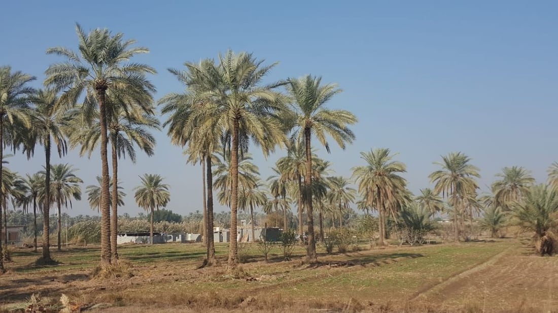 صور من بساتين الاسكندرية: المزارعون كافحوا مرض العناكب والخياس على نفقتهم!