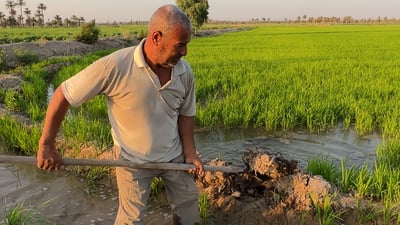 ديالى دخلت مخاطرة مع شلب النجف ثم نجحت.. هل رأيتم عنبر الرش والتنقيط؟