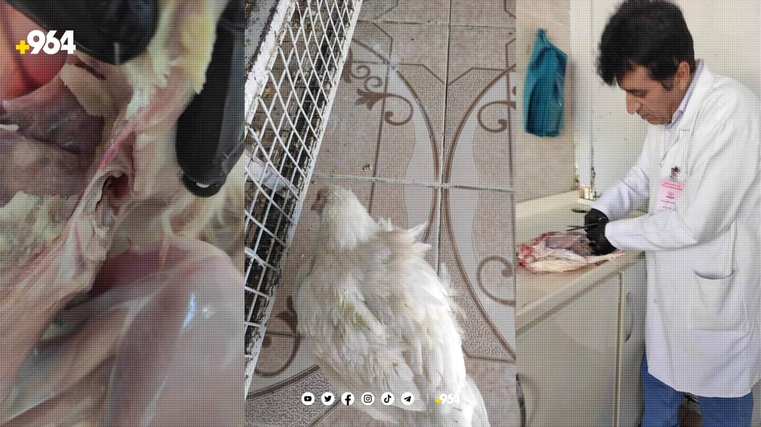 لە دوکانێکی کەلار 75 مریشکی نەخۆش دەستیان بەسەرداگیرا