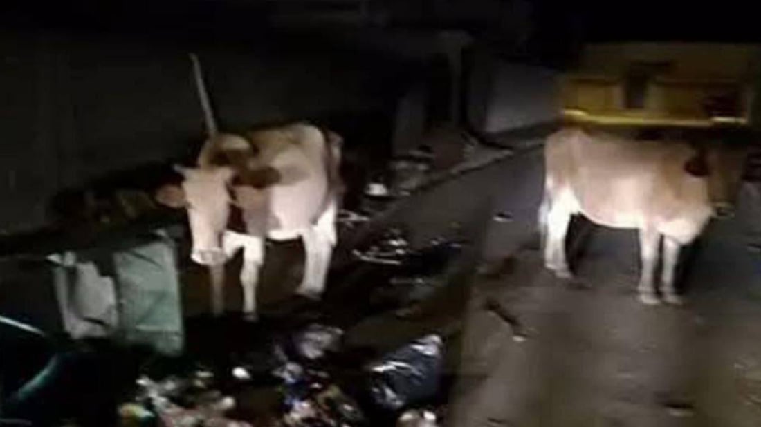 فەیکە؛ ئەو هەواڵەى باس لە پەڕینەوە 200 مانگا دەکات لە ئیسرائیلەوە بۆ کەرتى غەزە