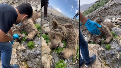 Calls for ‘Nature Peshmerga’ to protect wildlife in Kurdistan