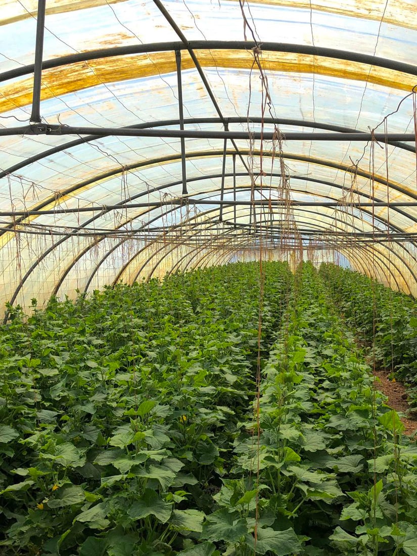 صور من داخل بيوت الخيار العراقي.. مذاقه حلو ورائحته شهية ولا مقارنة مع المستورد