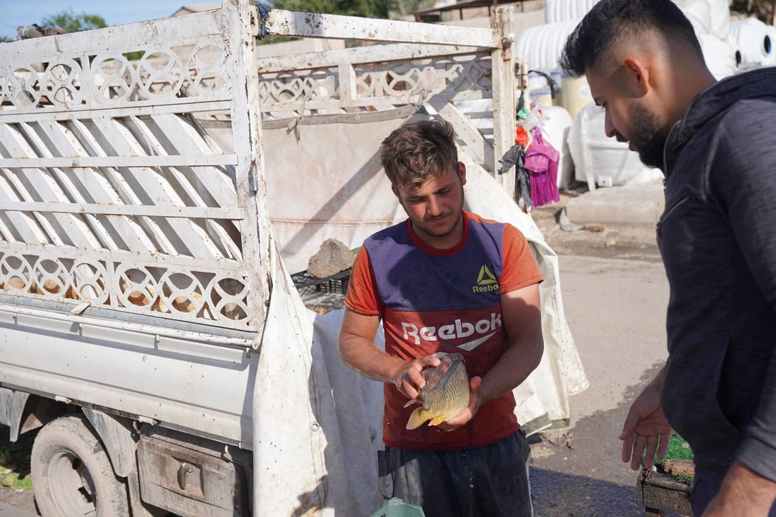 تحطيم أسعار بين باعة السمك والكيلو إلى 6 آلاف.. مدخل بعقوبة مزدحم بـ 50 سيارة