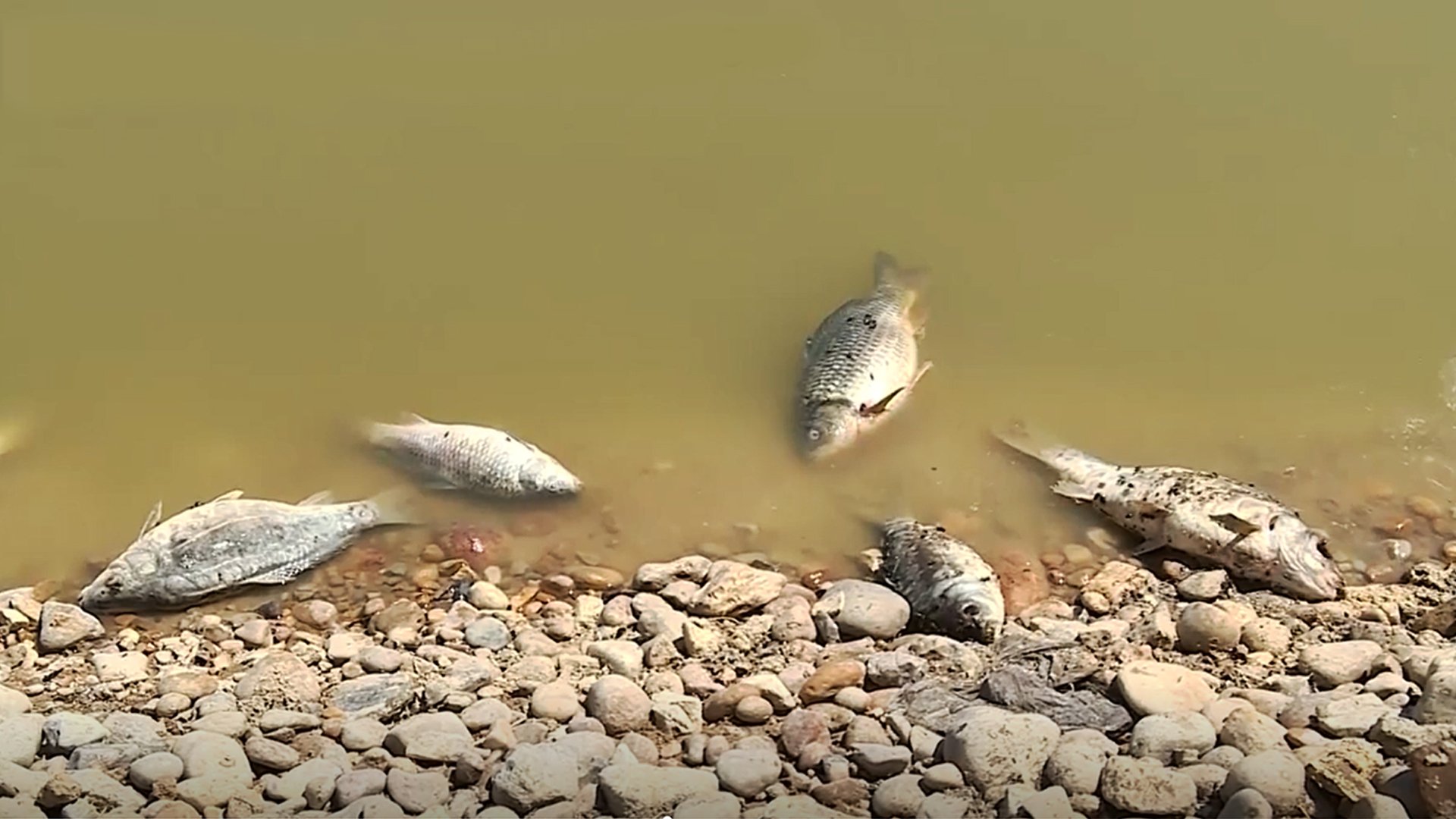 Darbandikhan official says fish dumped in viral video were infected ...