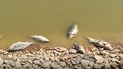 Darbandikhan official says fish dumped in viral video were infected, not from lake