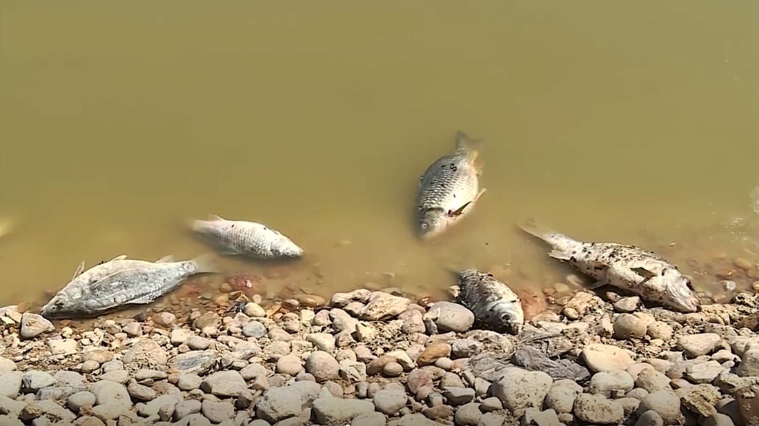 Darbandikhan official says fish dumped in viral video were infected, not from lake
