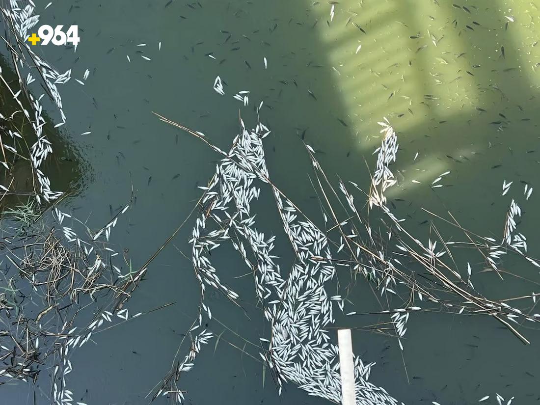 964mediaصورة من منصة (شبكة): 