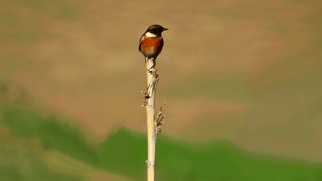 باڵندەکانی پشدەر رەنگی بەهاریان هێناوە