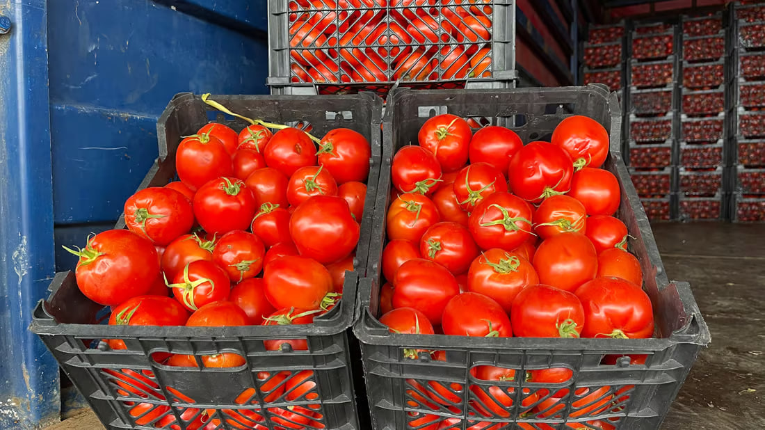 Despite ban, Iranian tomatoes still enter Sulaymaniyah markets