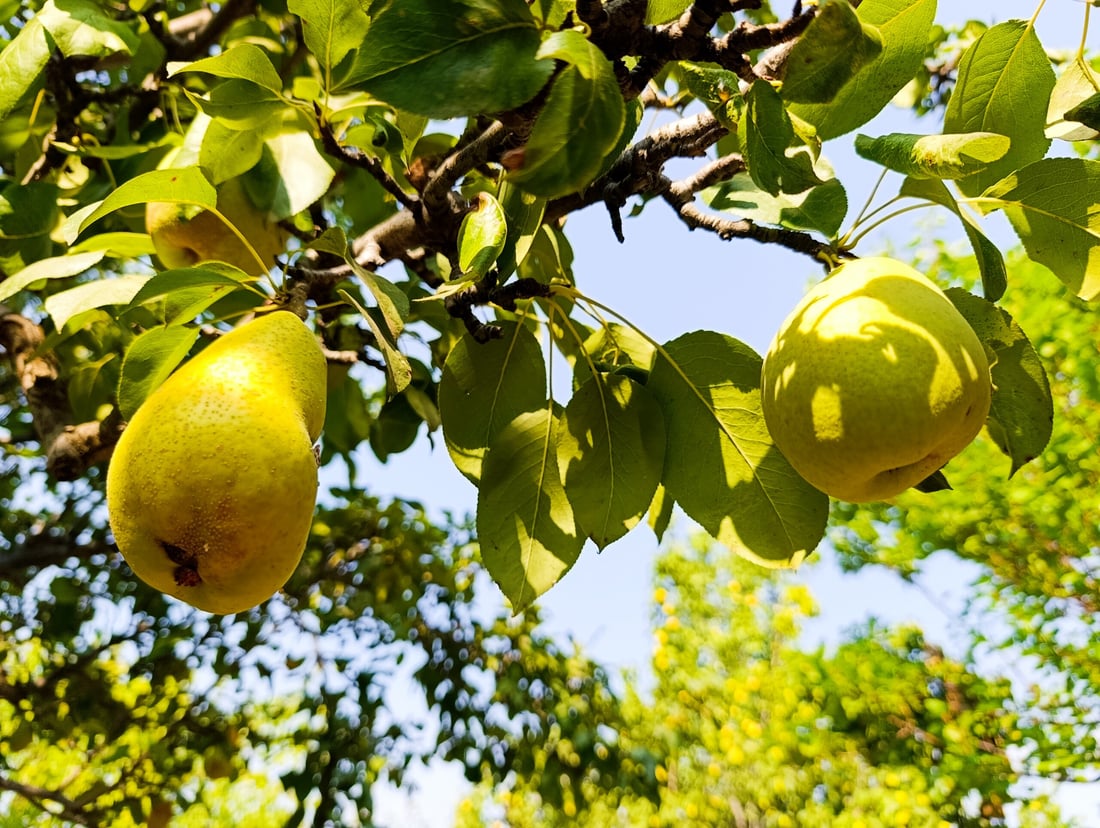 طبخ مربى “العرموط” بدأ وموائد الخريف تحتفل بقطاف وفير على سفوح أربيل