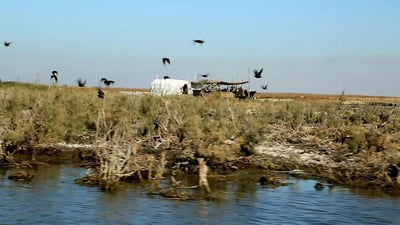 صيادو الأهوار قتلوا ألف طير مهاجر ومرصد يدعو لاعتقالهم