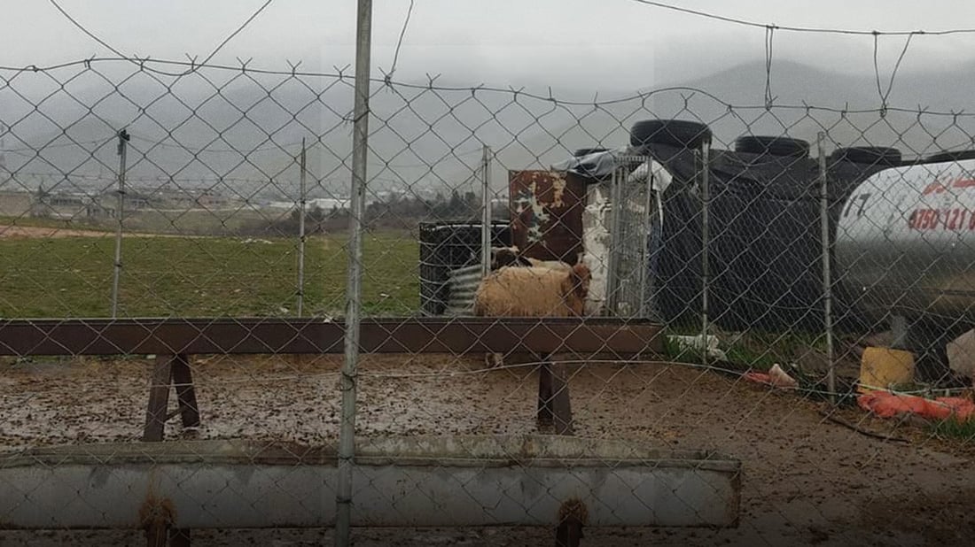 قەسابەکانی سەر رێگای تووەسپی بۆ قەیوان لێپرسینەوەیان لەگەڵ کرا