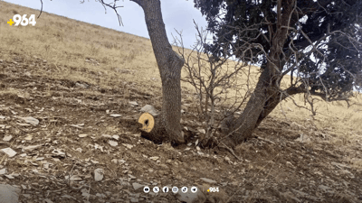 حەوت دار بەڕووی تەمەن 25 ساڵ بڕاونەتەوە