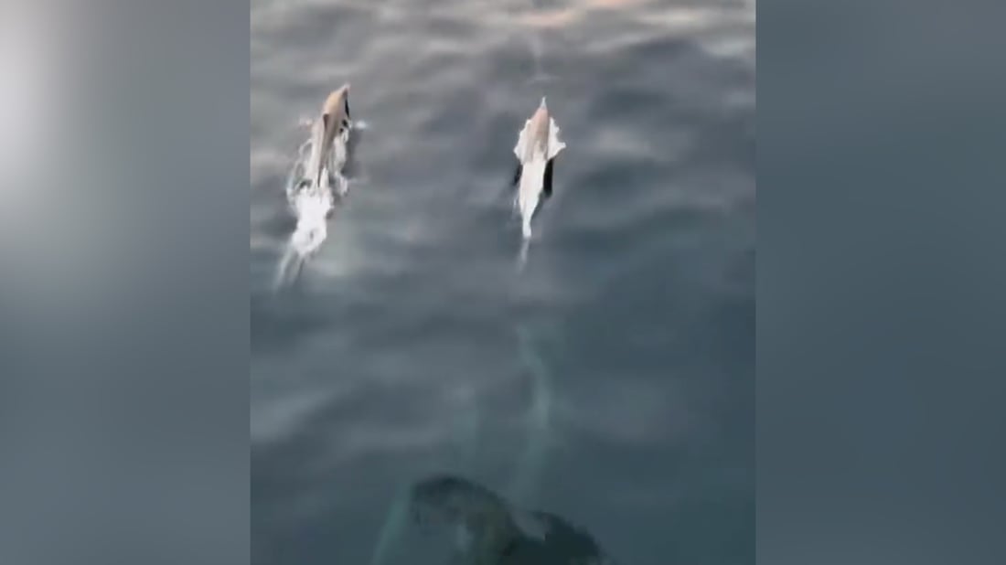 دلافين تلعب في خور عبدالله.. بحارة العراق يوثقون اللحظات بسعادة (فيديو)