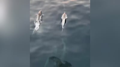 دلافين تلعب في خور عبدالله.. بحارة العراق يوثقون اللحظات بسعادة (فيديو)