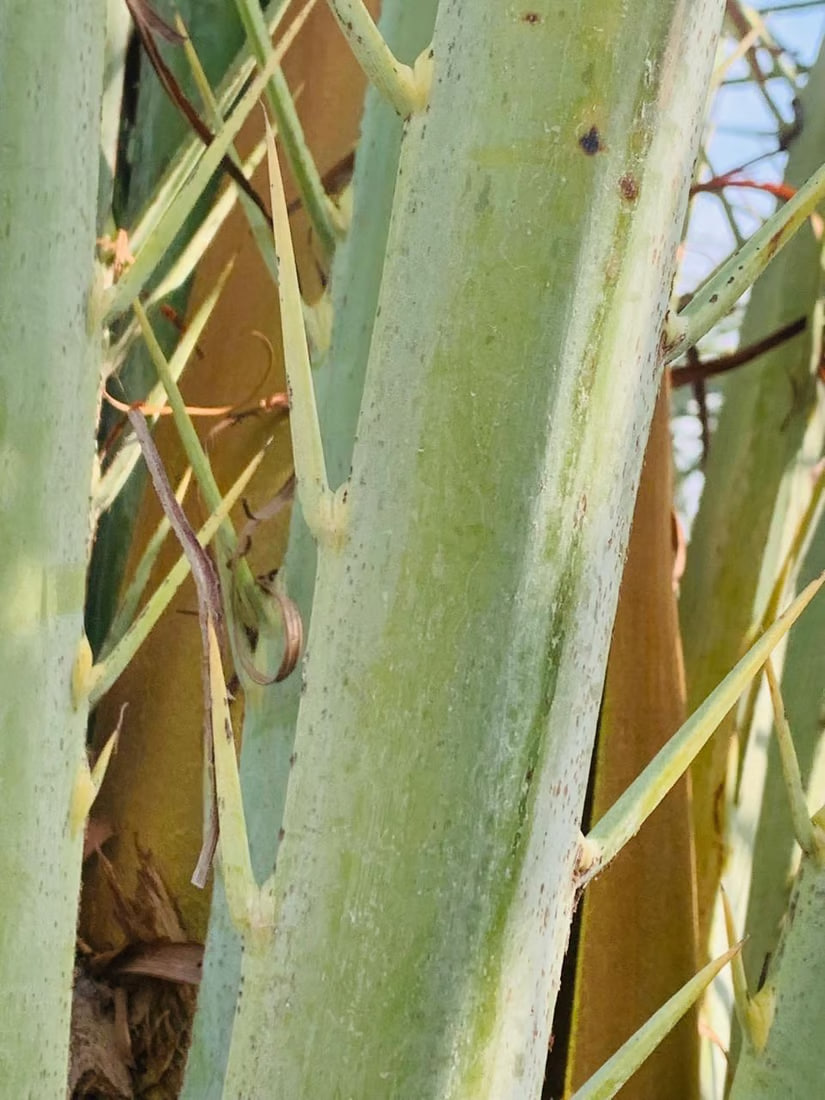 Early blossoms in Basra palms raise hopes for fruitful season, water supply remains key