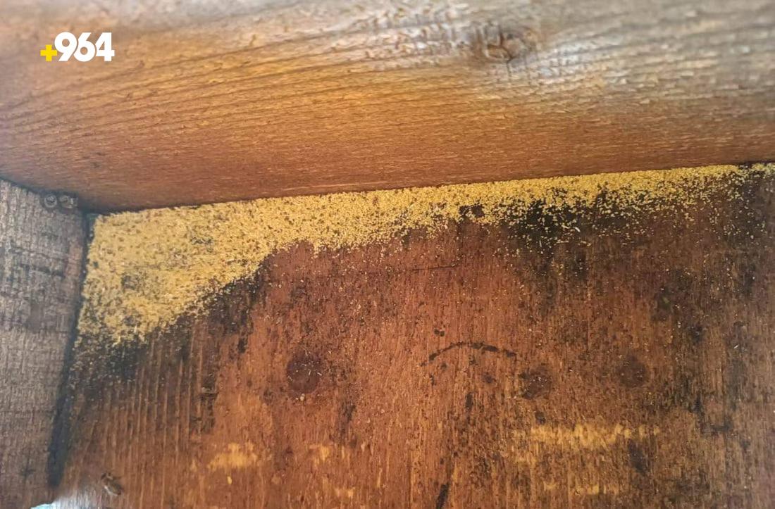 964mediaصورة من منصة (شبكة): 