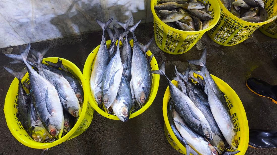 البحر يجود على البصرة.. أسعار الأسماك تهبط و”أكل الفقير” صار بألف دينار