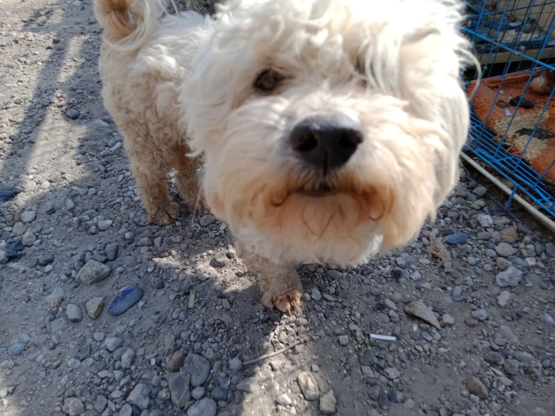 سوق الطيور في بغداد الجديدة.. نسخة من سوق الغزل وينافسه منذ السبعينات