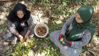 Centuries-old walnut harvest begins in Halabja’s Zalm village