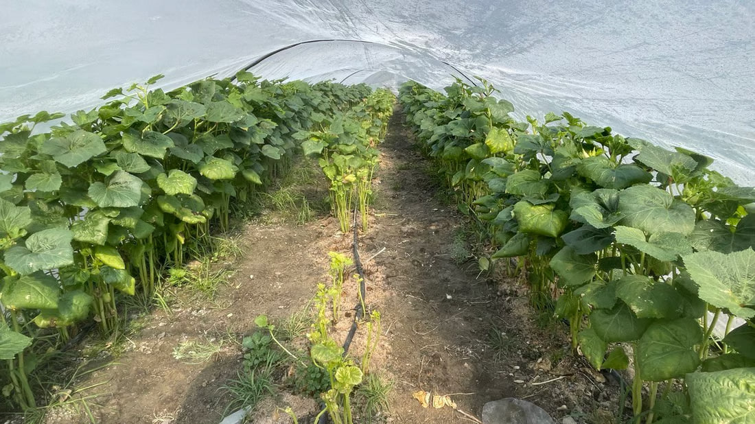 Basra okra fetching $13 per kilo