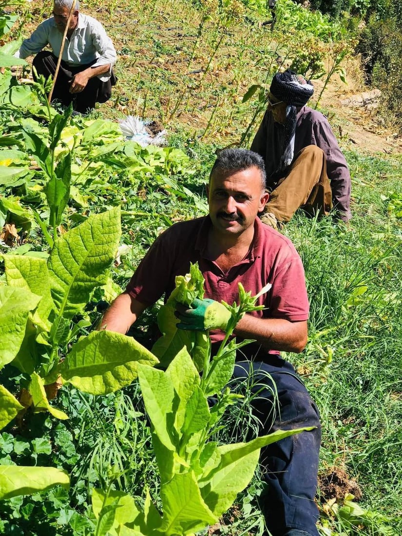 هێشتا باڵه‌كایه‌تى له‌ چاندن و به‌رهه‌مهێنانى تووتن نه‌كه‌وتووه‌