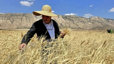 له‌ هه‌رێمی كوردستان گه‌نمى قه‌نده‌هار زیندوو ده‌كرێته‌وه‌